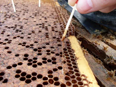 Фотографии пчел: уникальные кадры из мира пчеловодства