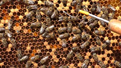 Картинки пчел: красота и важность этих трудолюбивых насекомых