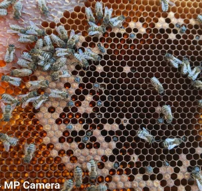 Фото пчел в разных ракурсах: узнайте больше о строении и поведении пчел