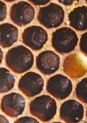 Уникальные снимки пчел: откройте для себя их удивительный мир