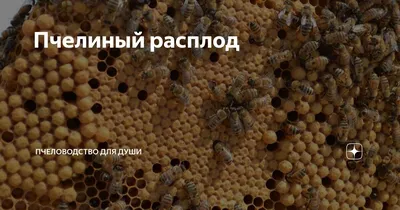Красивые изображения пчел: вдохновляйтесь их природной красотой