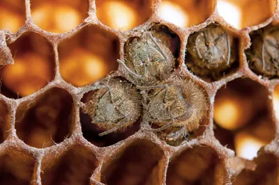 Уникальные снимки пчел: узнайте больше о их поведении и взаимодействии