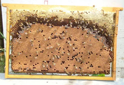 Фотографии пчел в формате WebP: быстрая загрузка и высокое качество