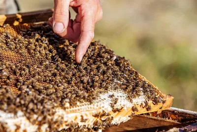 Уникальные снимки пчел: откройте для себя их удивительный мир и поведение
