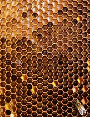 Уникальные изображения пчел в формате JPG и PNG