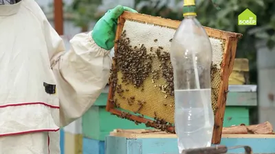 Фотографии пчел: красота и трудолюбие насекомых