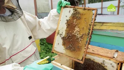 Пчелы в объективе: захватывающие снимки расплода
