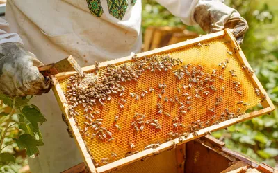 Уникальные фото расплода пчел