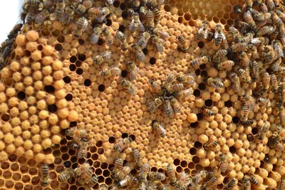 Скачать бесплатно красивые фото пчел в хорошем качестве