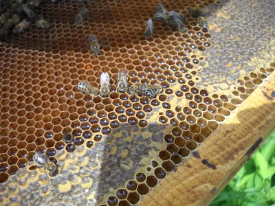 Расплод пчел: фотографии, которые вас удивят