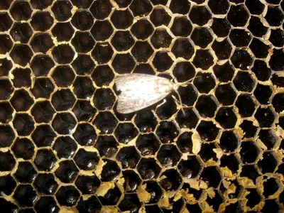 Пчелы и их расплод: захватывающие фотографии