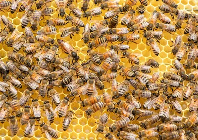 Расплод пчел на фото: удивительные моменты жизни насекомых