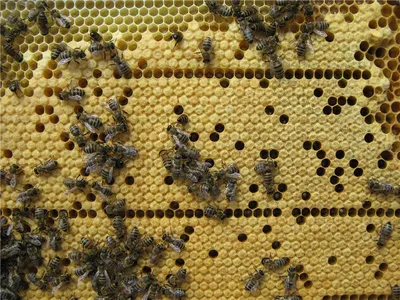 Фотографии пчел: погрузитесь в их удивительный мир