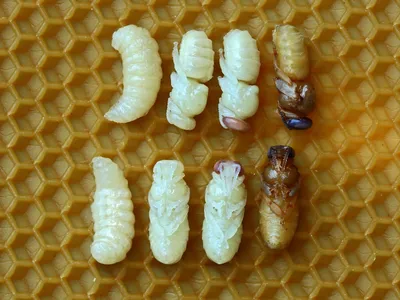 Пчелы и их расплод: фотографии, которые вдохновят вас