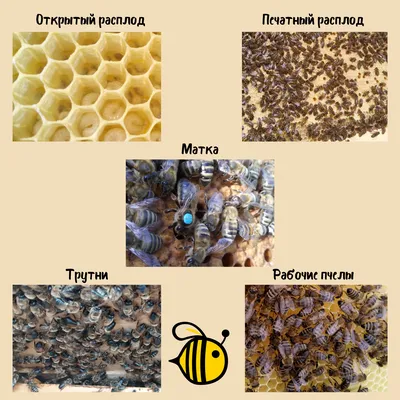 Фотоальбом расплода пчел: красота природы в объективе