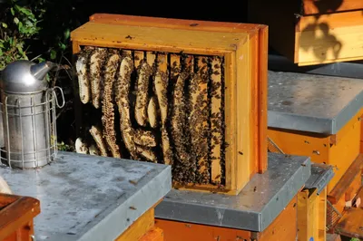 Фотографии пчел: загадочный и удивительный мир насекомых