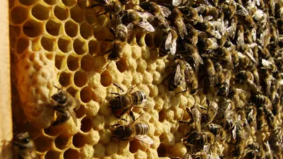 Фотографии расплода пчел: природа во всей своей красе
