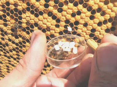Фотографии пчел: путешествие в их мир