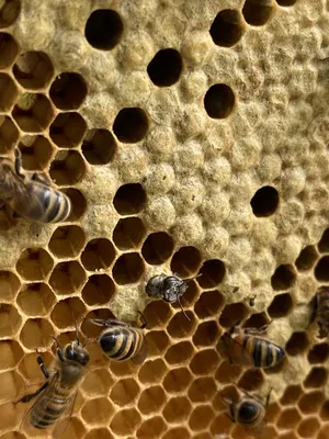 Пчелы и их расплод: фотографии, которые оставят вас в восторге
