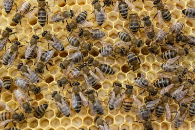 Фотографии пчел в формате WebP для быстрой загрузки