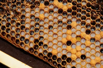 Фотографии пчел: загадочный и удивительный мир расплода