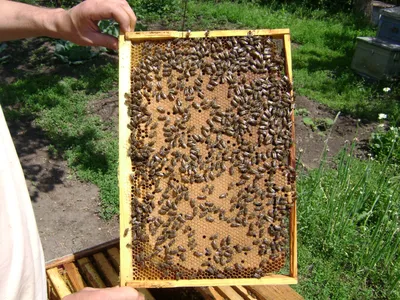 Пчелы и их расплод: захватывающие моменты на фотографиях