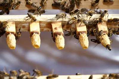 Расплод пчел на фото: уникальные снимки насекомых