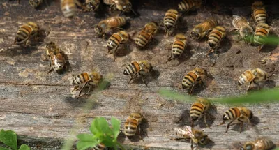 Фотографии пчел: путешествие в их удивительный мир
