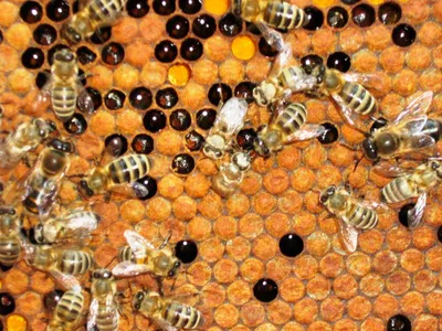 Пчелы и их расплод: фотографии, которые оставят вас в восторге