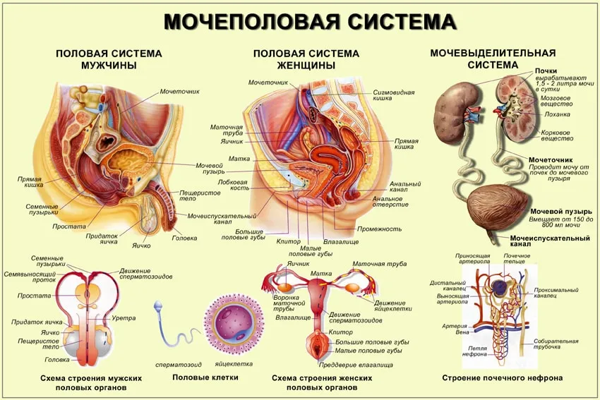 Женский псевдогермафродитизм