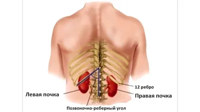 Анатомия человеческих почек в высоком разрешении