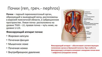 Фото почек в высоком разрешении: моменты жизни внутри нас