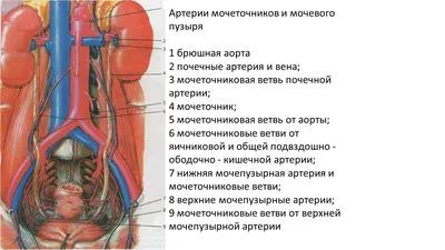 Секреты под кожей: разгадайте загадку почек на высококачественных фото