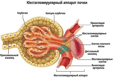 Великолепие почек: выбирайте изображение под свои предпочтения