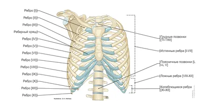 Фото человеческих ребер: Выберите PNG для максимального качества
