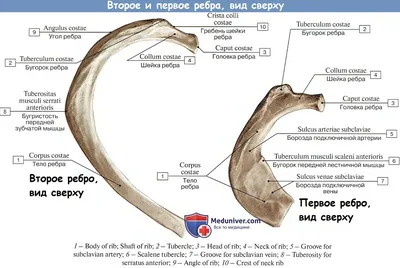 Человеческие рёбра: WebP изображение среднего размера