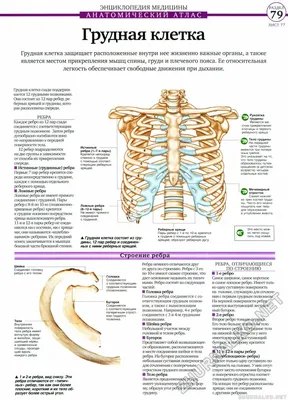 Расположение ребер у человека фотографии