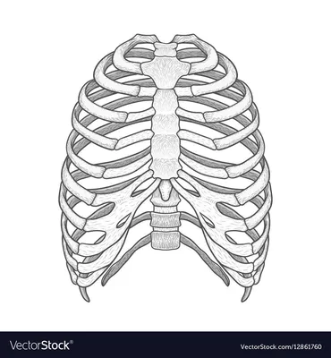 Анатомическое изображение рёбер человека: WebP среднего размера
