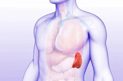 Изображение селезенки: Подробности анатомии человека