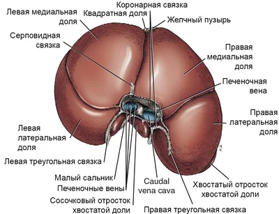 Фото селезенки человека: Разнообразие ракурсов