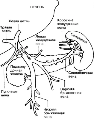 Изображение селезенки: Различные варианты размеров и форматов