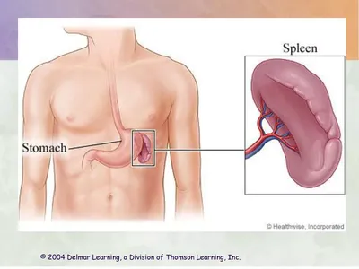 Человеческая селезенка: Картинка высокого качества