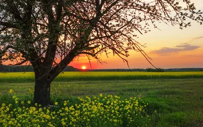 Венец утра: фотография Рассвета весной наполняет энергией