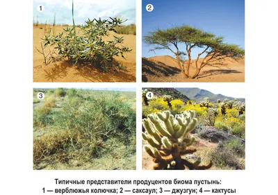Красивые изображения растений пустыни