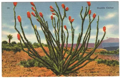 Удивительные изображения растений пустыни