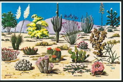 Картинки растений пустыни для загрузки