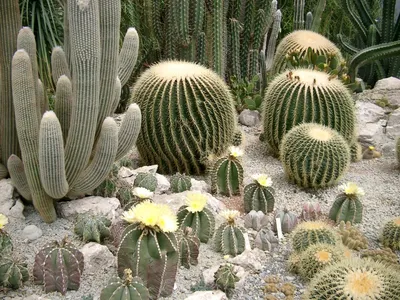 Фото растений пустыни с возможностью выбора размера