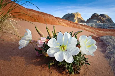 Изображения растений пустыни в формате JPG, PNG, WebP
