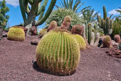 Фото растений пустыни: природное разнообразие пустынных экосистем