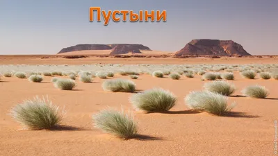 Уникальные снимки растений пустыни